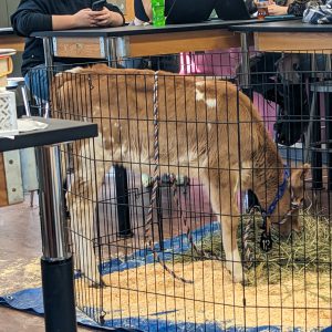 Calf in an enclosure in a classroom.